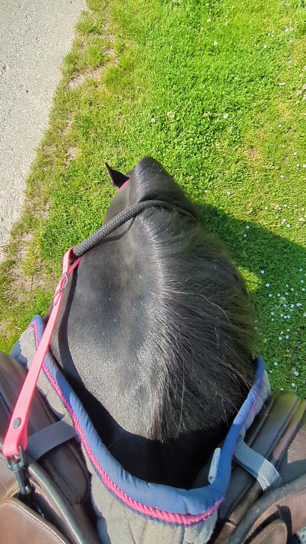 Attache-rênes en biothane